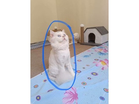 Paşamız sahiplendirilecektir