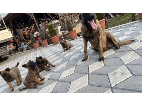Anne altından rezerve belçika kurdu yavrular