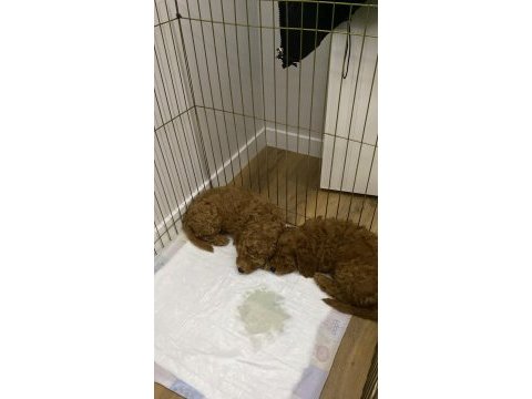 2 dişi yavru toy poodle sahiplendiriyoruz