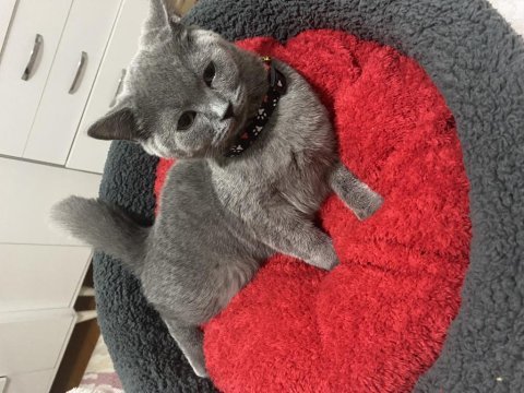 Sevecek iyi bakacak aile arıyoruz british shorthair