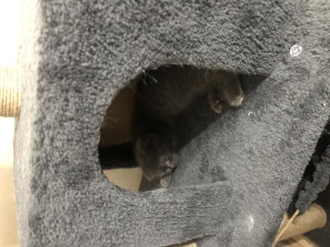2 aylık erkek scottish fold