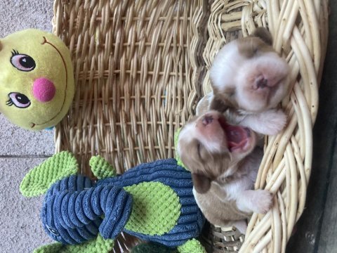 Cavalier king charles