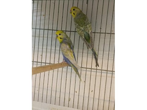 Muhabbet kuşu hazır takım