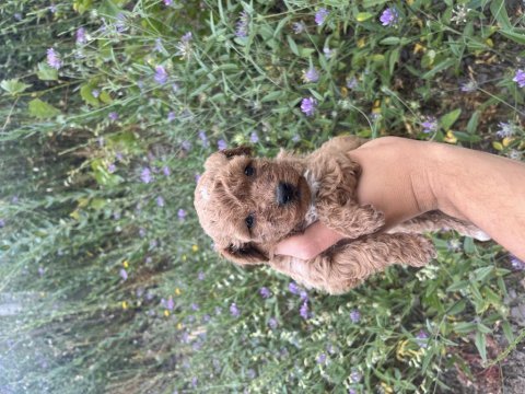 Toy poodle yavrularımız için ulaşın