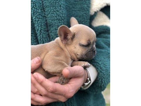 5 aylık micro dişi blue fawn french bulldog