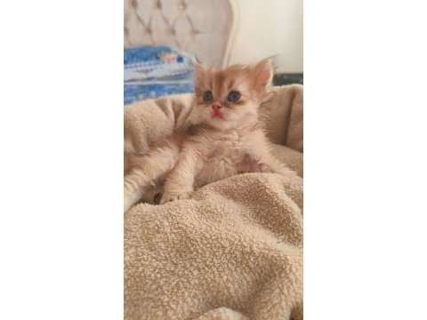 Son kalan peluş gibi yavru kediler