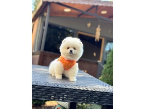 Sağlık ve ırk garantili pomeranian
