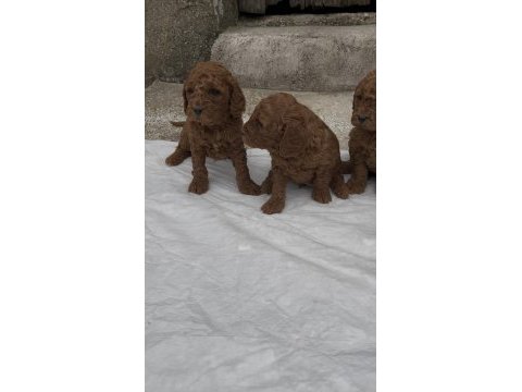 Güzelliğiyle büyüleyen red brown toy poodle