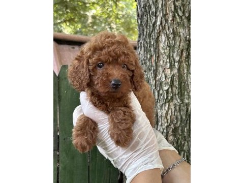 Nadir güzellikte poodle yavrular