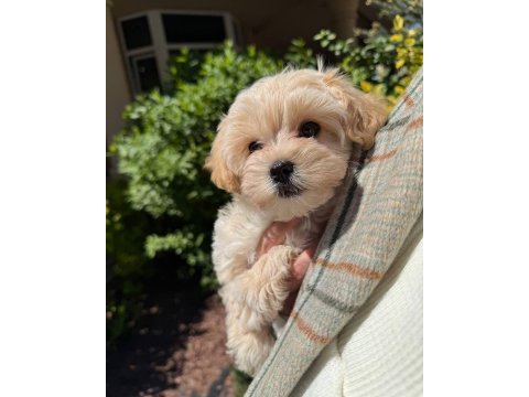 Maltipoo yavrularımız eğitim tamamlandı