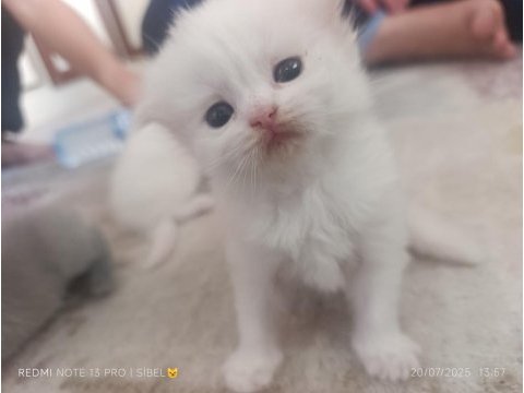 Sevimli british shorthair bebeklerimiz sahiplendirilecek