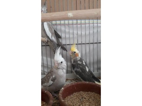 Yeni yeme düşmüş ele atıştırmalık sultan papağanı yavrular