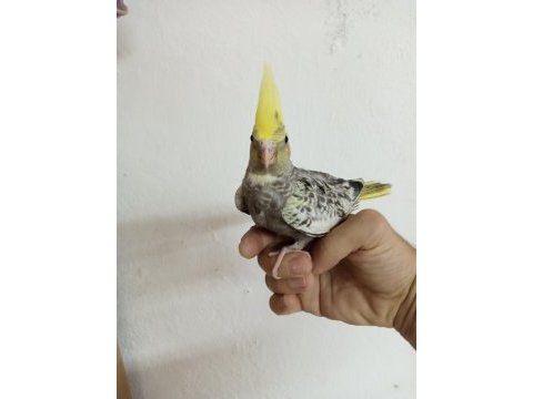 Yavru sultan papağanı