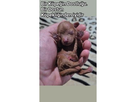 10 güne teslim kore anne babadan safkan kore poodle bebekler