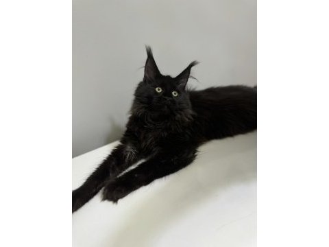 Ayşe arık line maine coon