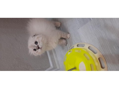 Scottish fold dişi