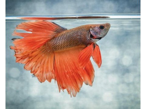 Betta balığı