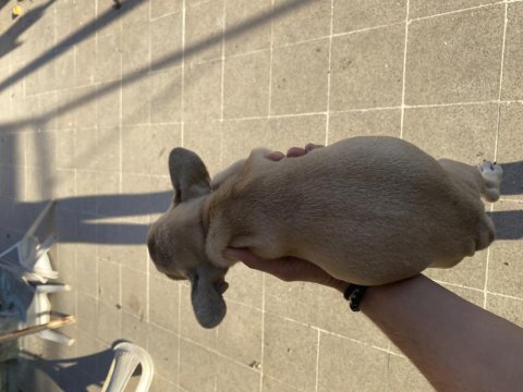 French bulldog