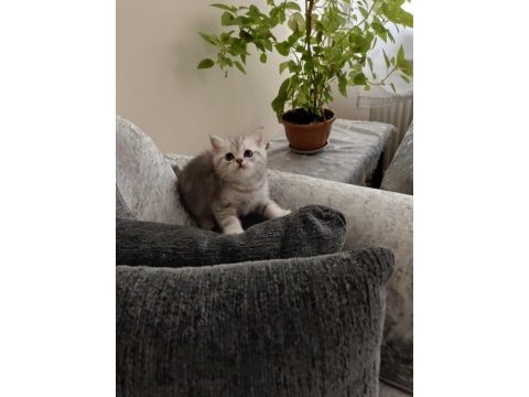 Tonton british shorthair yavrular
