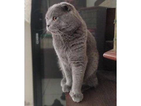 Oğlumuz toroya kızınız scottish fold