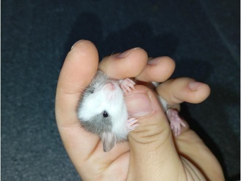 Dumbo rat yavru bebekler