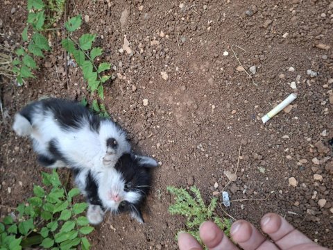 Minik afacankedimize yuva arıyor