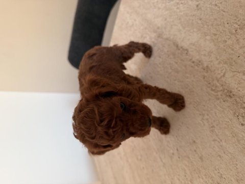 Kore poodle 30 günlük erkek