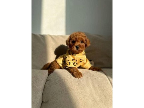 Orijinal toy poodle köpeğimiz