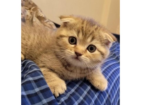 2 aylık scottish fold yavru