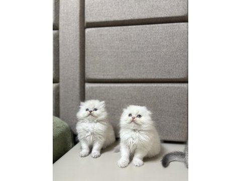 Brıtısh & scottısh yavrularım
