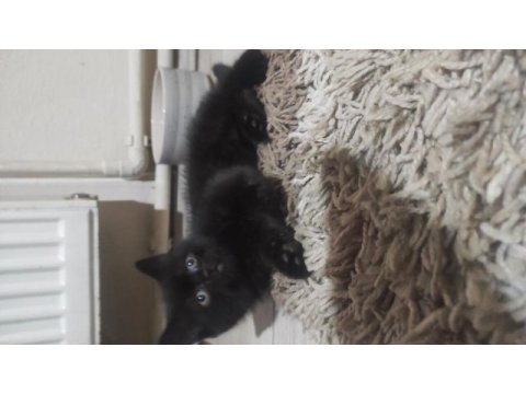 Minik prenses british shorthair