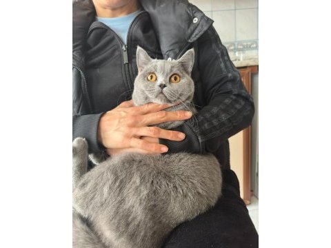 British shorthair kedimize acil yuva aranıyor