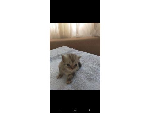 Chinchilla güzellikler burada