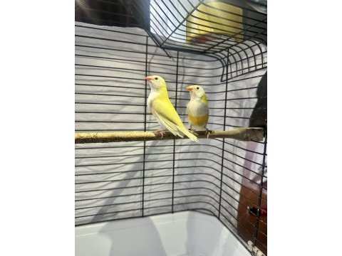 Golden finch gökkuşağı ispinozu