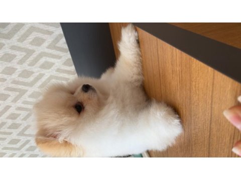 Pomeranian boo 10 kasım doğumlu