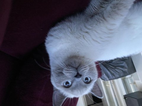 British shorthair şila yeni yuvasını arıyor