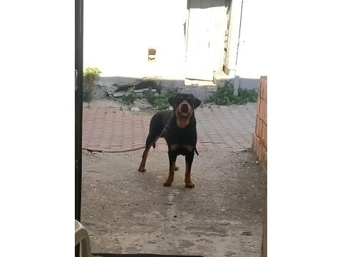Acil yuva rottweiler