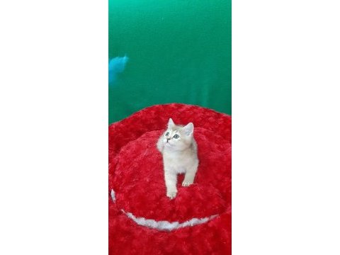 Golden british shorthair