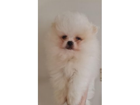 Show kalite pomeranian boo