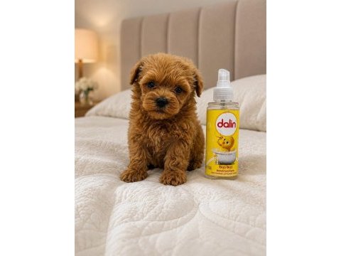 En miniğinden maltipoo 