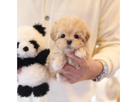 Saglık ve ırk garantılı maltıpoo bebeklerım