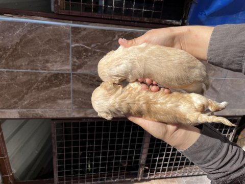 Maltipoo yavrularımız