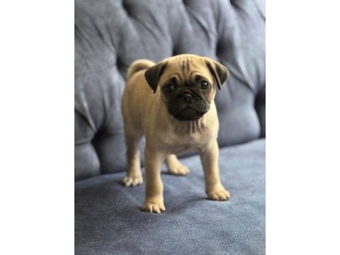 Pug mops yavrular yeni yuvasına gitmeye hazır