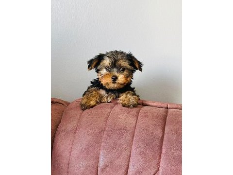 Emsalsiz yorkshire terrier bebek
