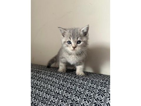 British shorthair bebekler %100 saf ırk garantisi