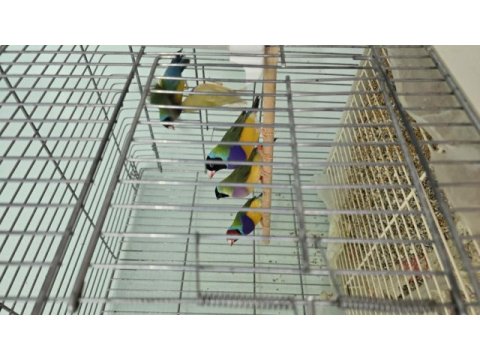 Gouldian finch (gökkuşağı ispinozu)