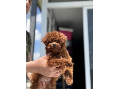 Show kalite tea cup kore poodle yavrumuzu canlı görün