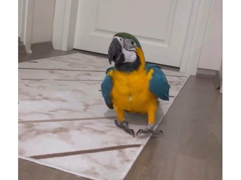 Full evcil ara macaw