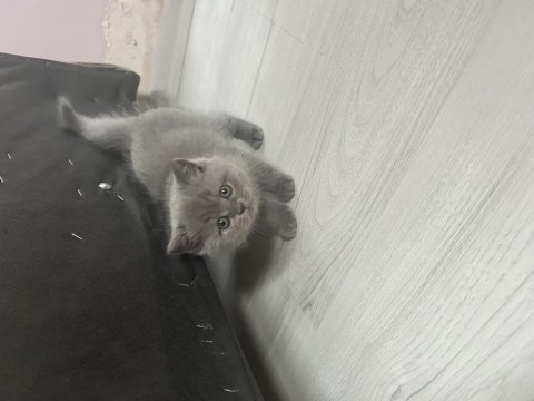 Çok uysal kedimiz