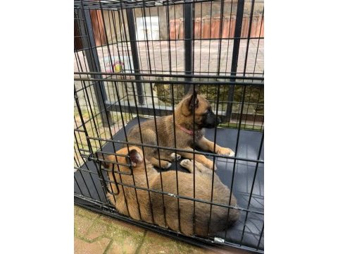 Belçika kurdu malinois